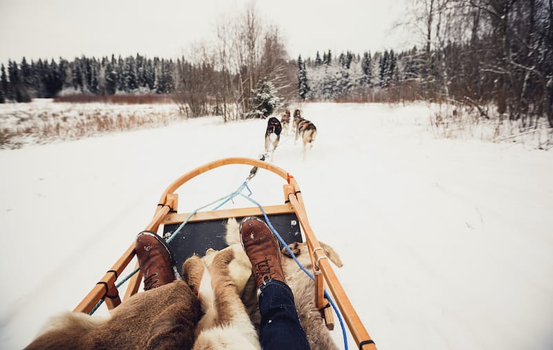 Dog sledding in Lapland