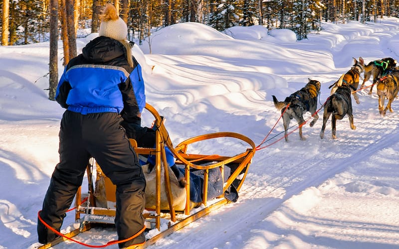 Dog sledding in Rovaniemi Finland Lapland