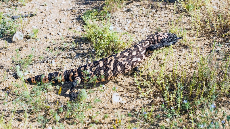 Gila monster in Saguaro National Park