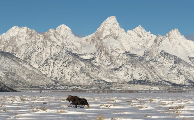 Grand Teton National Park in winter with a moose