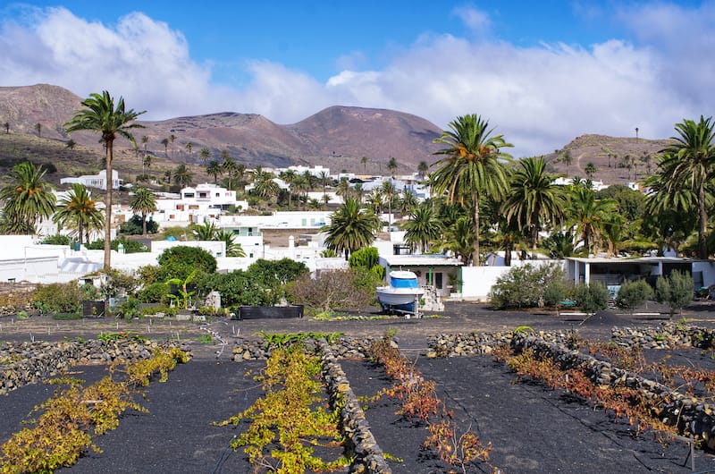 Haria on Lanzarote palm trees