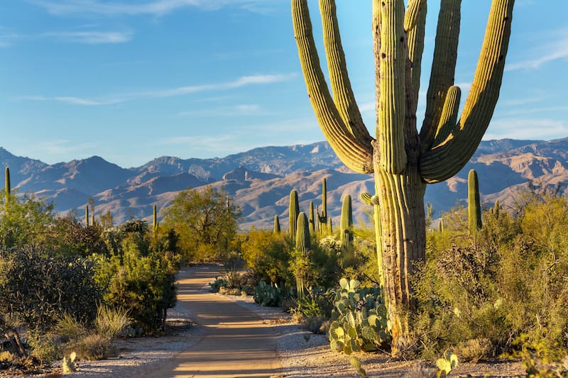 Hikes in Saguaro National Park