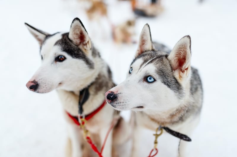 Husky safari in Rovamiemi