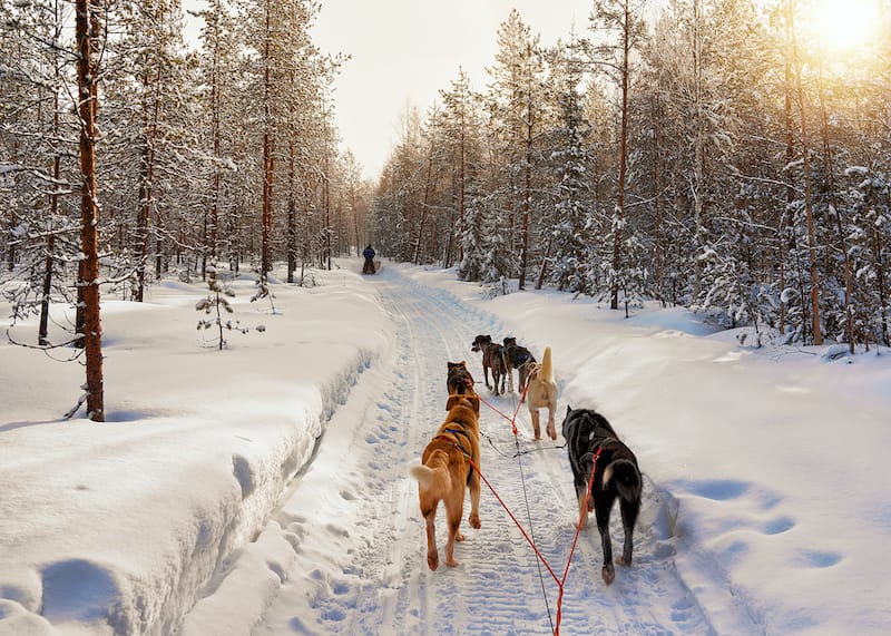 Husky sledding in Rovaniemi Lapland Finland