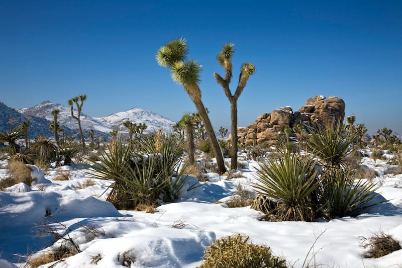 Joshua tree in winter