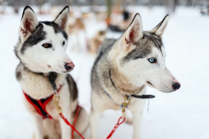 Lapland husky safari