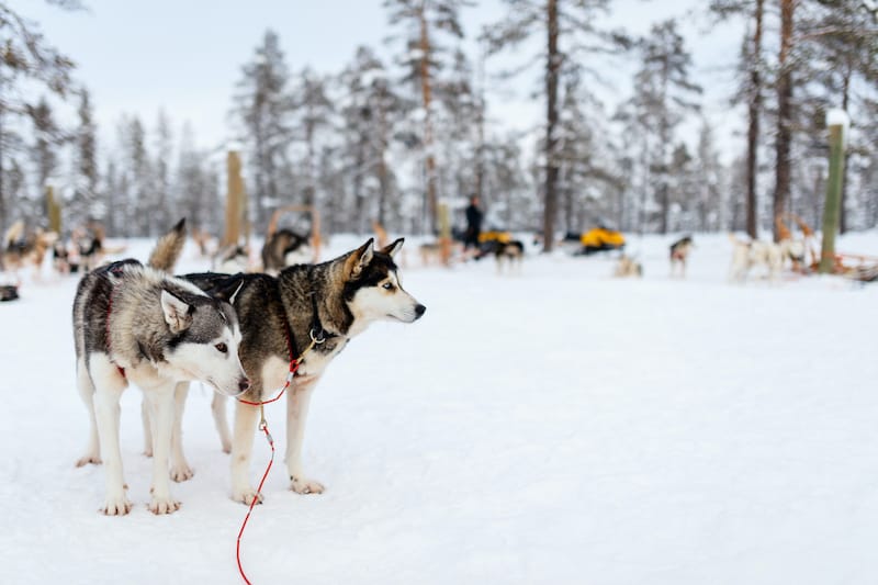 Lapland husky tour