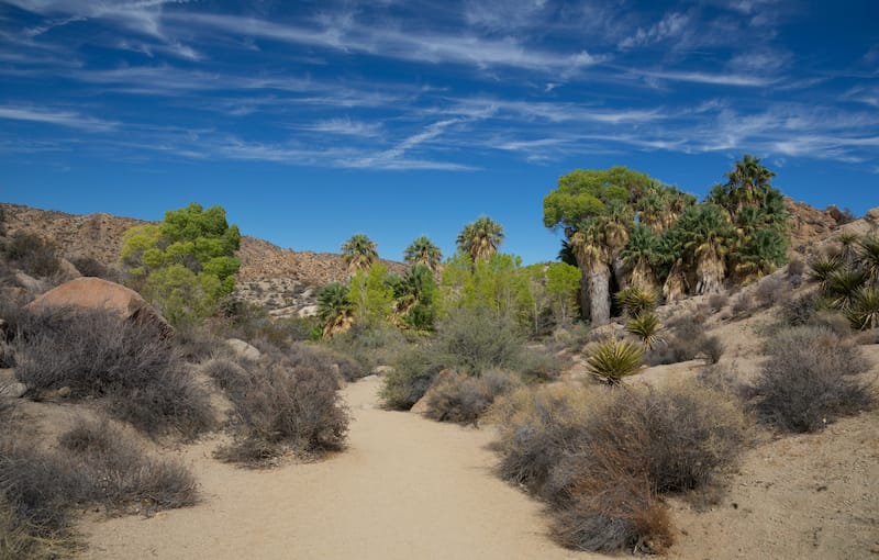 Lost Palms Oasis Trail, Joshua Tree National Park