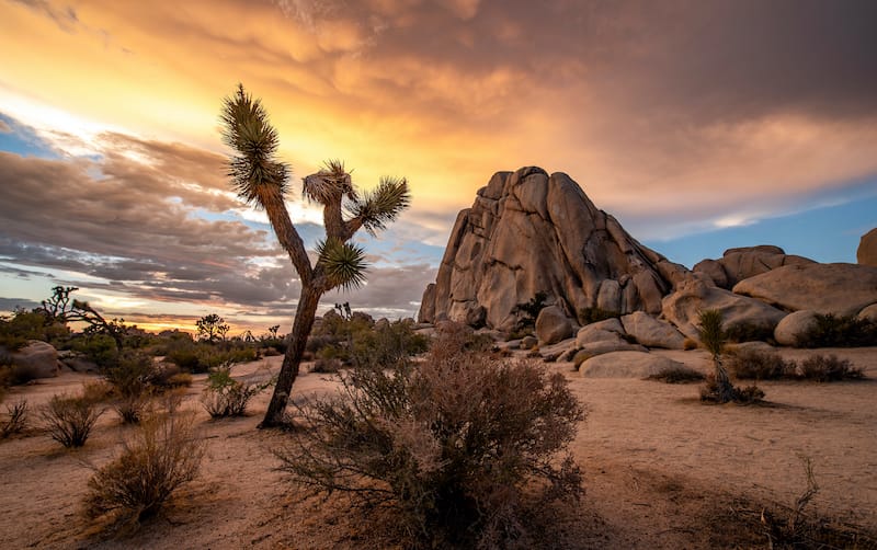 One day in Joshua Tree NP