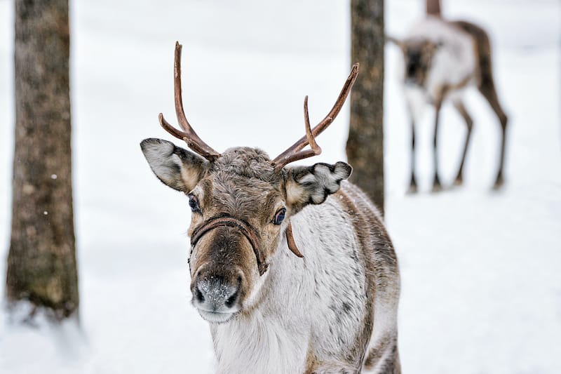 Reindeer in Rovaniemi tour