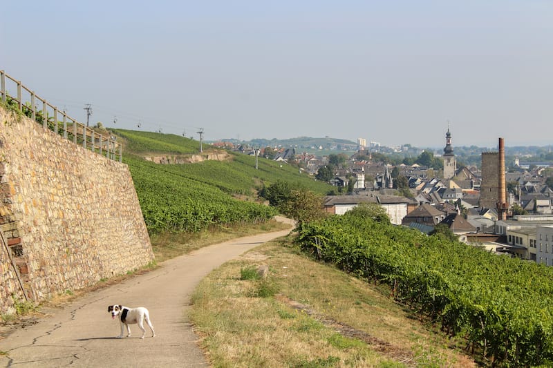 Rudesheim Things to do travel guide-10