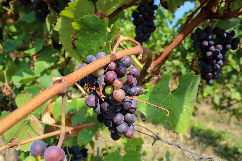 Wine in Rudesheim vineyards