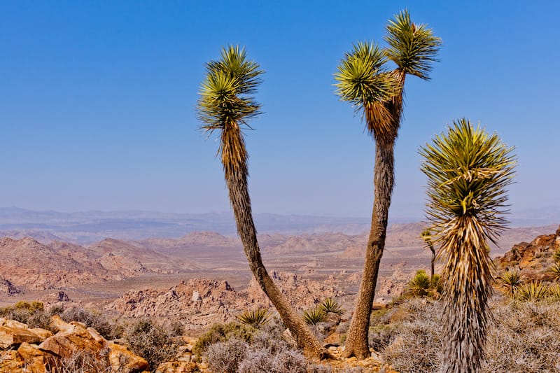 Ryan Mountain in Joshua Tree National Park, California, USA