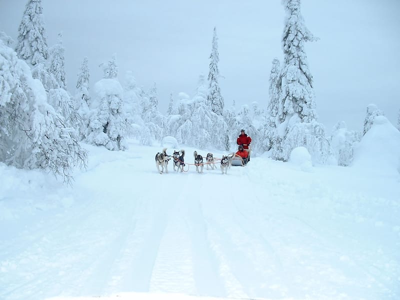 Salla Finland dog sledding