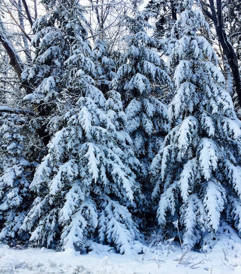 Snow-flocked Balsam Fir Christmas Trees on Wonderland Trail Acadia National Forest Bass Harbor Desert Island Maine