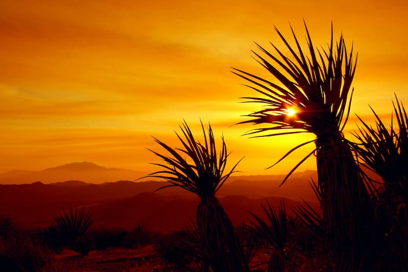 Sunset in Joshua Tree National Park, California