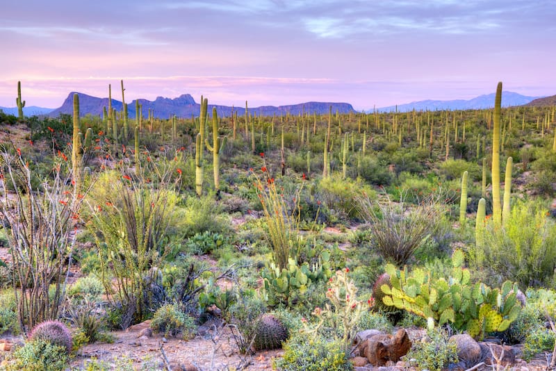 Best hikes in Saguaro National Park