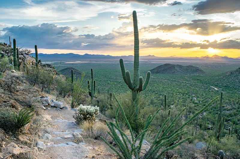 Trails in Saguaro National Park in Arizona