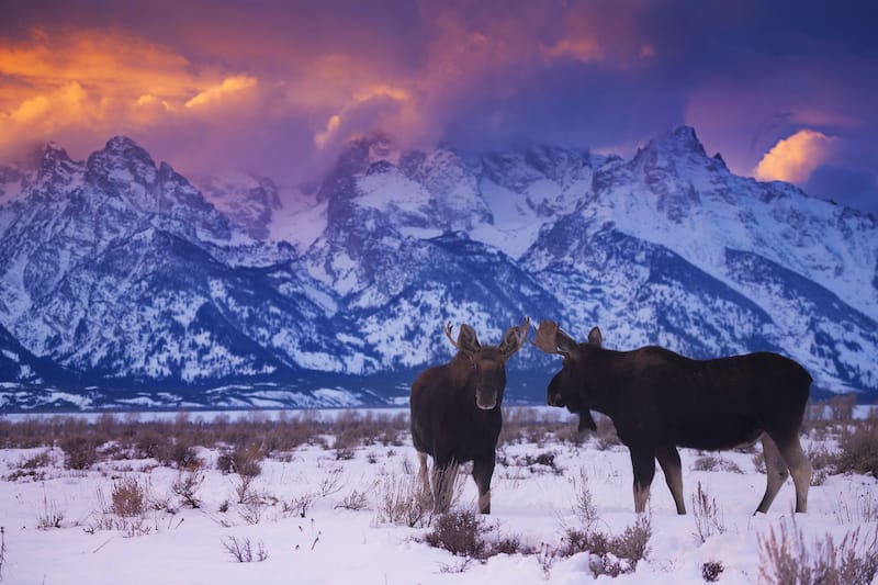 Two bull moose stand under the Tetons during a winter sunset in Grand Teton National Park