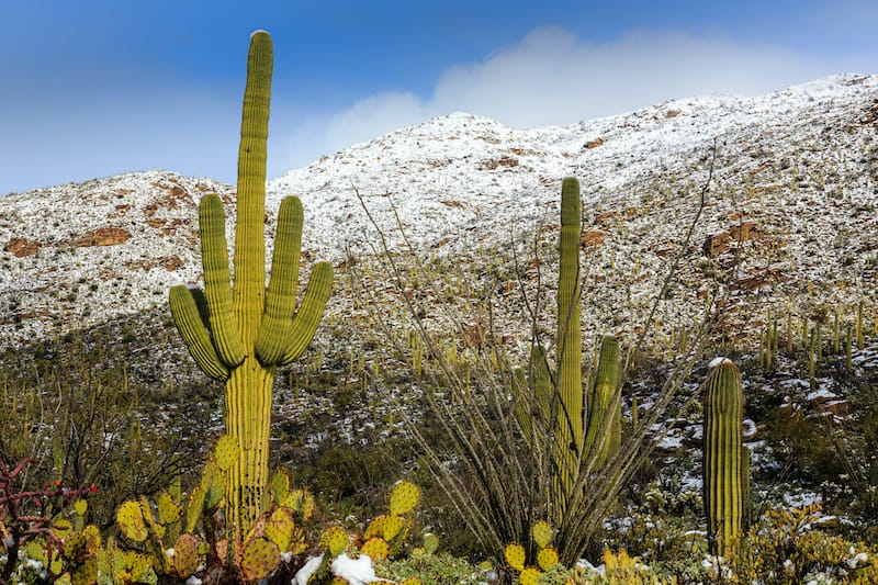 Winter in Saguaro National Park in Tucson