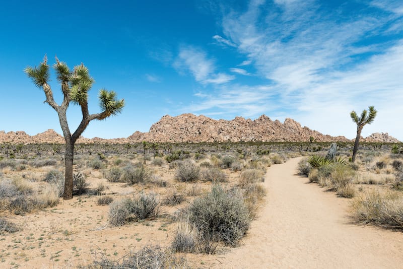 Wonderland of Rocks along Willow Hole Trail in Joshua Tree National Park