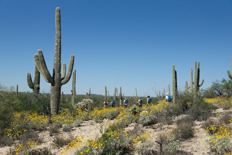 blooming Sonoran Desert in Saguaro National Park, Arizona, USA