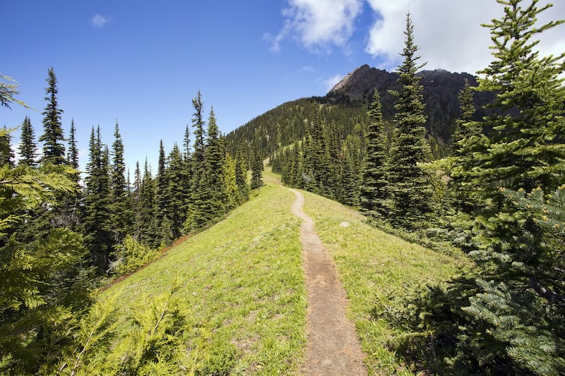 A narrow hiking path heads through a pine forest, up a steep mountain ridge. Taken at Olympic National Park in Washington