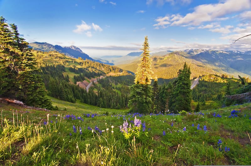 Beautiful Hurricane Ridge at Olympic National Park with Wildflowers in foreground