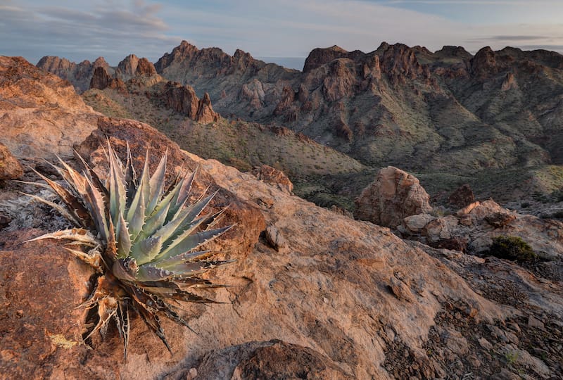 Cactus on the rocks in the Kofa National Wildlife Refuge in Arizona ay sunrise