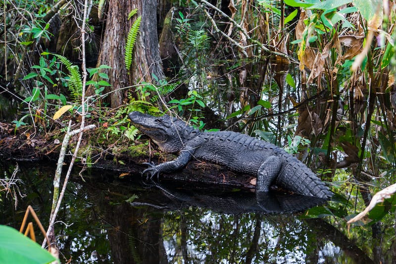 Everglades National Park