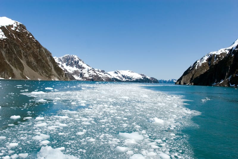 Glacier pieces swimming in the ocean in Alaska Kenai National Park spring