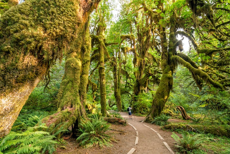 Hiking in Hoh Rainforest