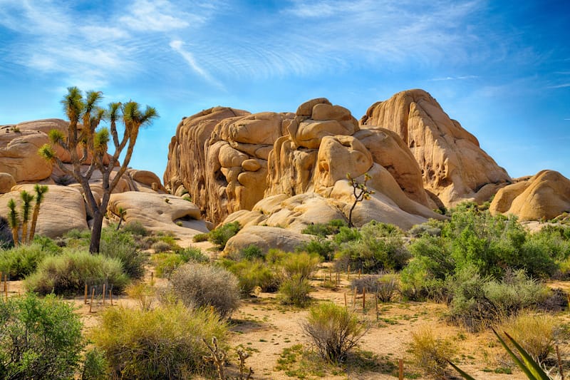 Joshua Tree NP in spring