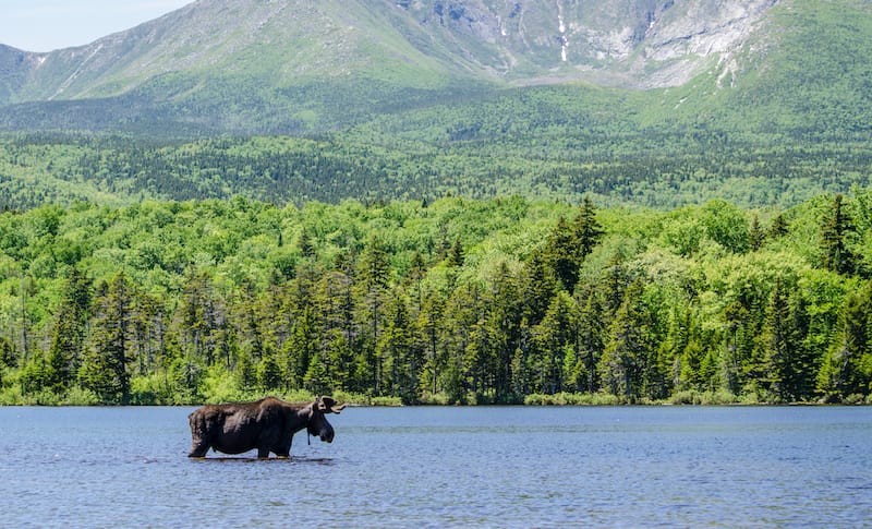 Moose in a lake in Baxter State Park