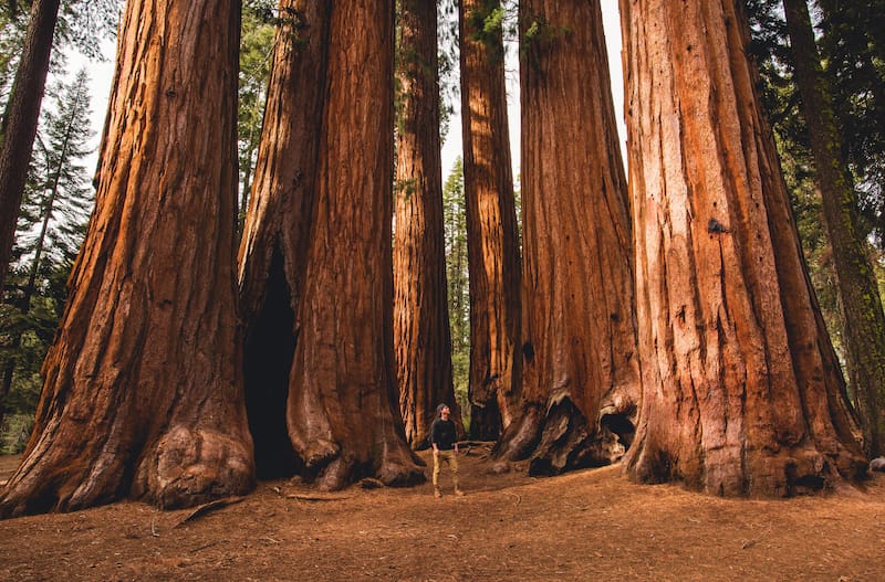 Redwood National Park