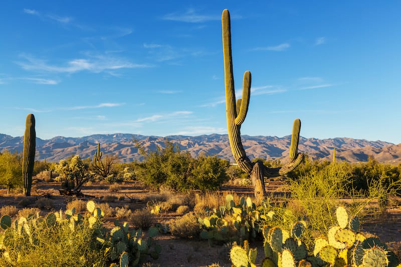 Saguaro National Park spring