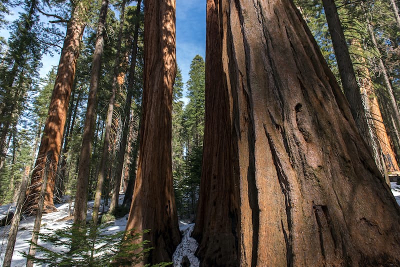 Sequoia National Park California : Best national parks to visit in March