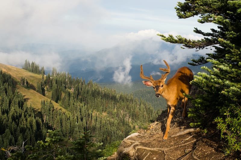 Sunrise Point Trail in Olympic National Park