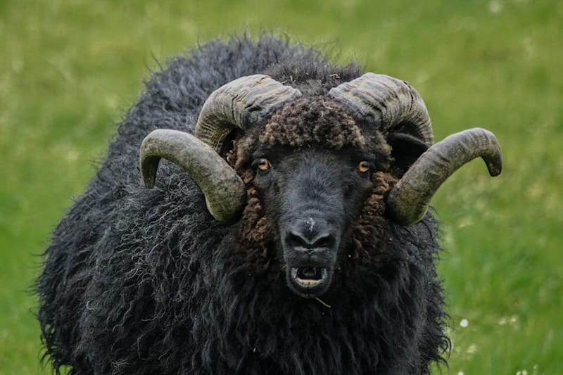 sheep in Suduroy Faroe Islands