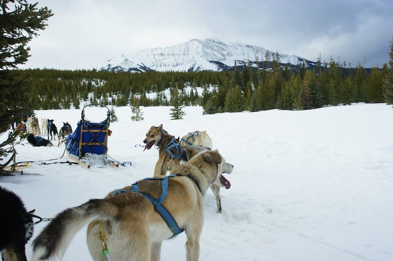 Dog sledding in Montana