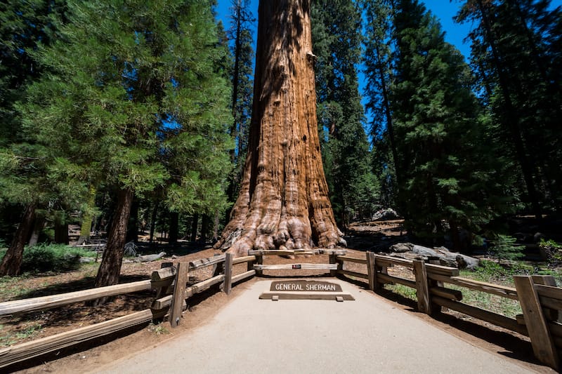 General Sherman Tree - the world's largest living tree in Sequoia National Park.