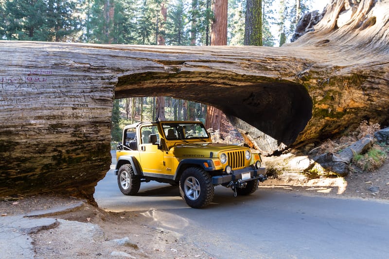 Gold jeep going thru a tunnel cut out of a single Sequoia tree trunk sequoia np