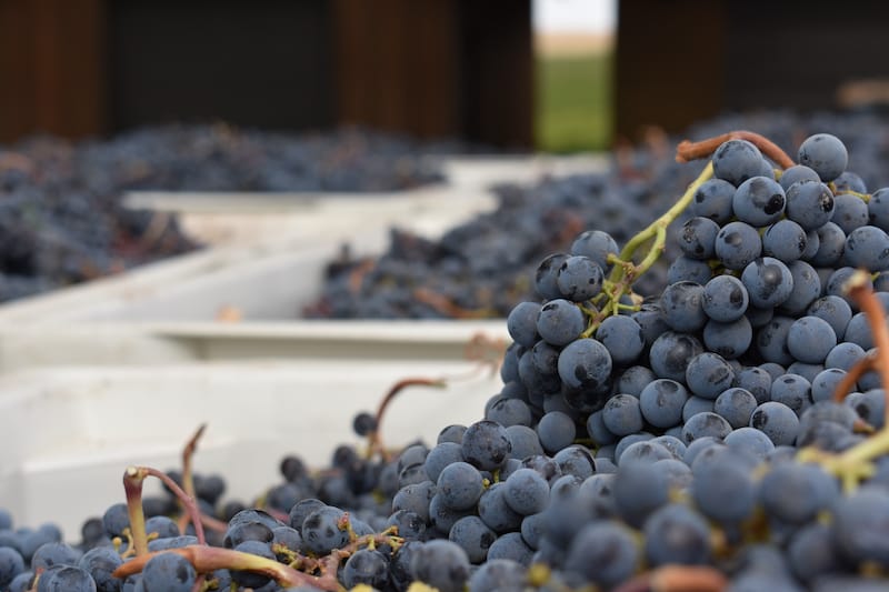 Grapes in at one of the best walla walla wineries