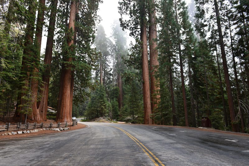 Road in Sequoia National Park - one day in Sequoia National Park itinerary for first-timers