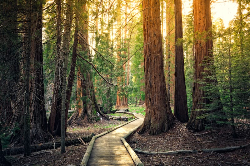 Sunset on the Forest Path, Sequoia National Park, California