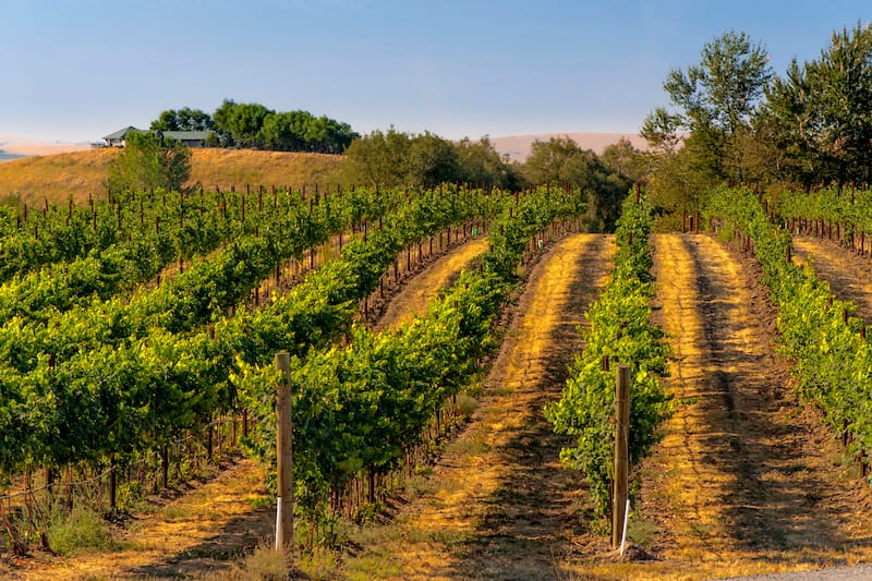 Best wineries in Walla Walla