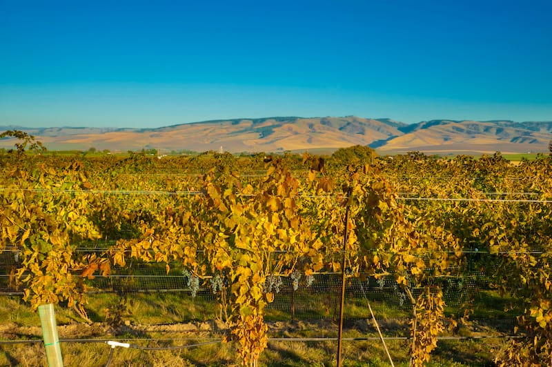 USA, Washington, Walla Walla. Vineyard at end of harvest.