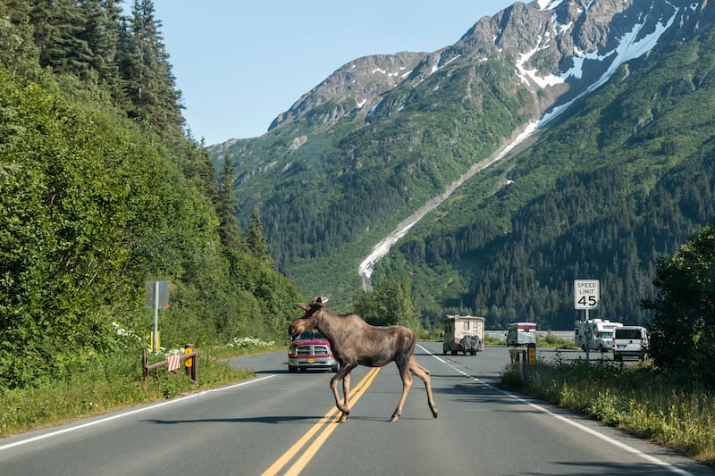 Wild moose in Kenai Fjords National Park in Alaska in the Kenai Peninsula