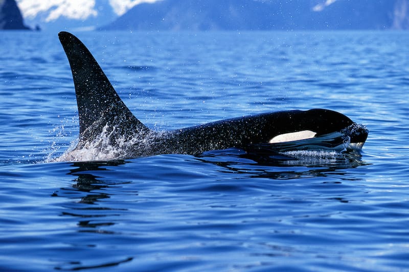 Killer whale surfaces and shows tall dorsal fin in this beautiful Alaskan scene, (Orcinus orca), Alaska, Kenai Fjords National Park