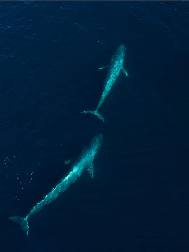 BLUE WHALES IN CALIFORNIA